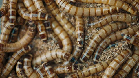 Selective focus. Group of worms Zophobas morio. Close up shooting of  Worms Video stock 168945831