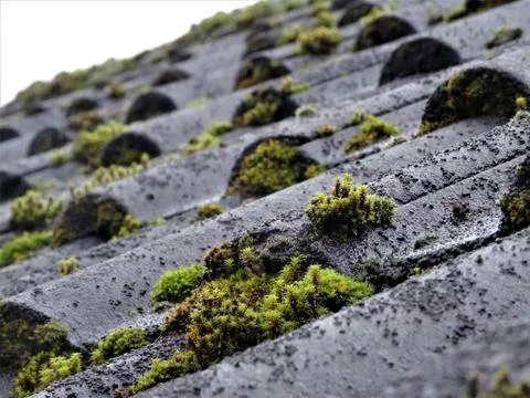 Selective focus of growing moss on a black wet roof Stock Photos