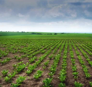 Selective focus on growing young fresh leaves of sweet sugar beet, problem ro Stock Photos