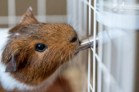 Selective focus on a guinea pig drinking out of a water bottle mounted on the Stock Photos