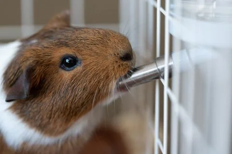 Selective focus on a guinea pig drinking out of a water bottle mounted on the Foto stock