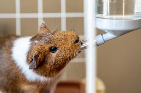 Selective focus on a guinea pig drinking out of a water bottle mounted on the Stock Photos