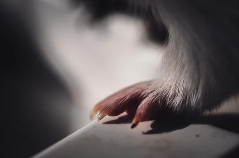 Selective focus on guinea pig nails on front paw. Stock Photos