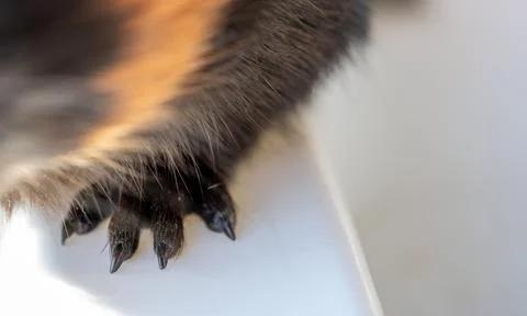 Selective focus on guinea pig nails on front paw. Stock Photos