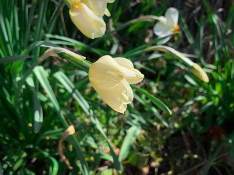 Selective focus of half opened yellow daffodil flower Stock Photos