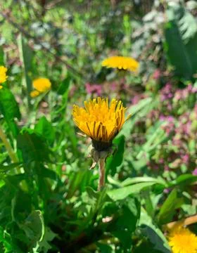 Selective focus of half opened yellow dandelion flower  Stock Photos