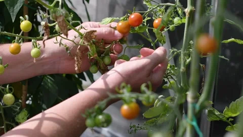 Selective focus on hand carefully picking ripe cherry tomatoes from thin Stock Footage 281294581