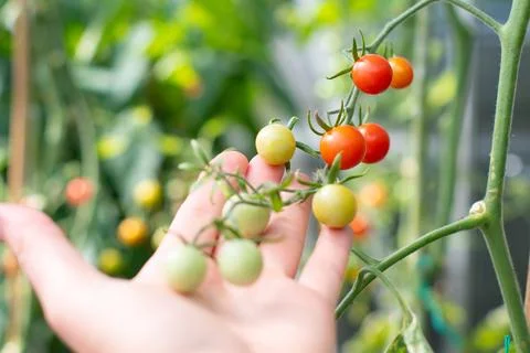 Selective focus on hand gently touching ripe and unripe cherry tomatoes on Stock Photos