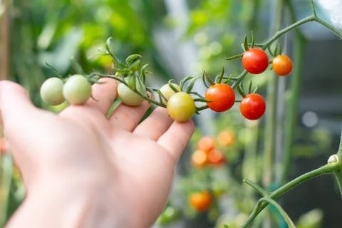 Selective focus on hand gently touching ripe and unripe cherry tomatoes on .. Stock Photos