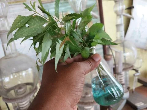 A selective focus on hand holding a beaker with medicinal plant Neem Stock Photos