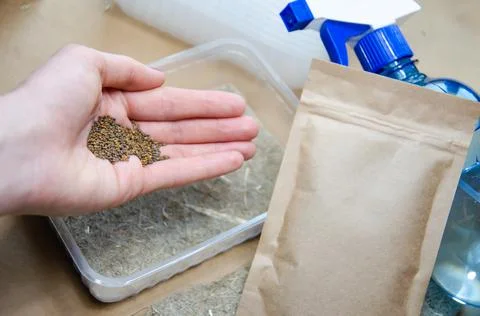 Selective focus on hand with seeds. Kit for growing microgreens at home. Stock Photos