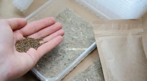 Selective focus on hand with seeds. Kit for growing microgreens at home. Foto stock