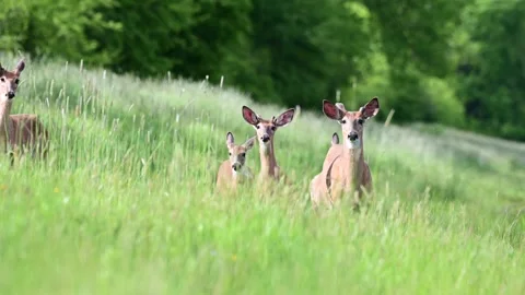 Selective focus handheld video of deer family, walking by the rivers Stock Footage 310175968