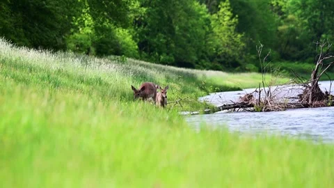 Selective focus handheld video of deer family Video stock 310176045