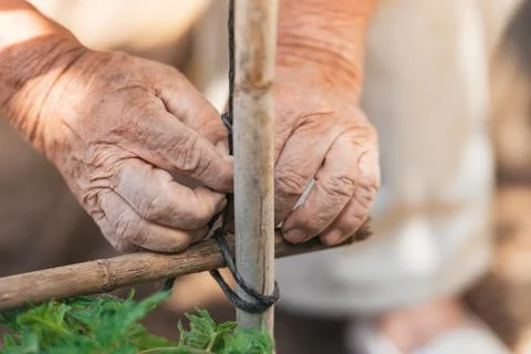 Selective focus on the hands of an elderly man working in an orchard Stock Photos