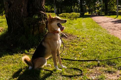 Selective focus, happy big light puppy Stock Photos