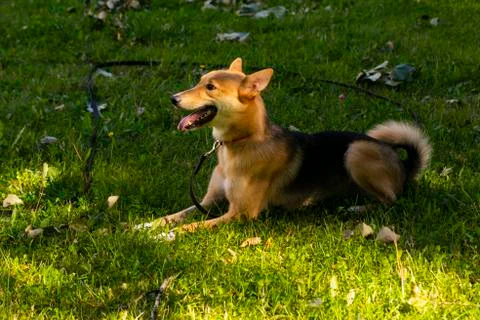 Selective focus, happy big light puppy Foto stock