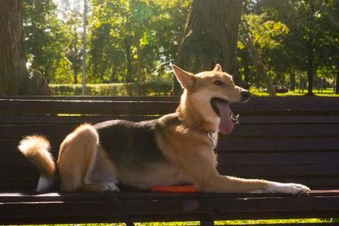 Selective focus, happy big light puppy Stock Photos
