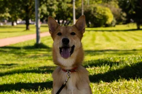 Selective focus, happy big light puppy Stock Photos