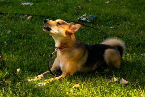 Selective focus, happy big light puppy Stock Photos