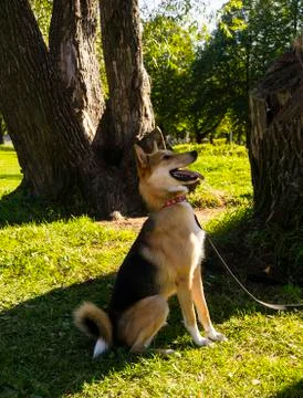 Selective focus, happy big light puppy Stock Photos