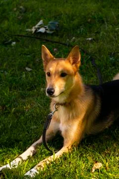 Selective focus, happy big light puppy Stock Photos