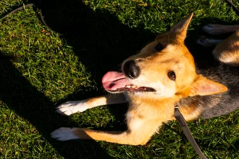 Selective focus, happy big light puppy Stock Photos