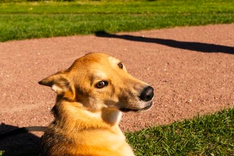 Selective focus, happy big light puppy Foto stock