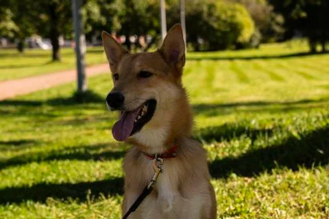 Selective focus, happy big light puppy Stock Photos