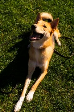 Selective focus, happy big light puppy Stock Photos