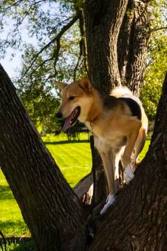 Selective focus, happy big light puppy Stock Photos