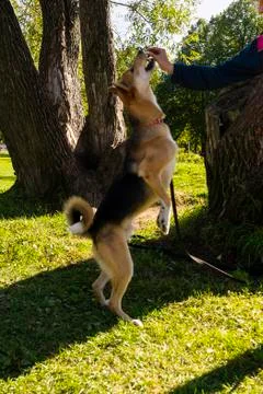 Selective focus, happy big light puppy Stock Photos