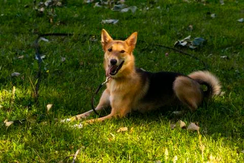 Selective focus, happy big light puppy Stock Photos