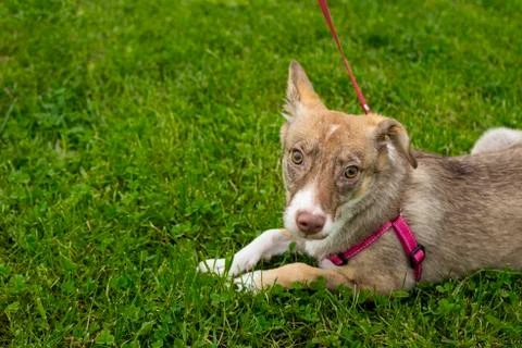Selective focus, happy big light puppy Stock Photos