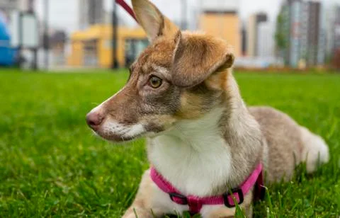 Selective focus, happy big light puppy Stock Photos