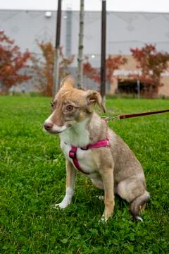 Selective focus, happy big light puppy Stock Photos