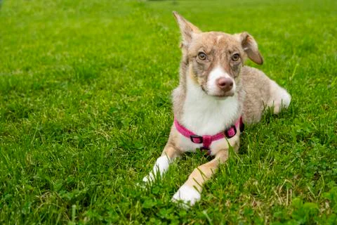 Selective focus, happy big light puppy Stock Photos
