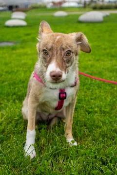 Selective focus, happy big light puppy Stock Photos