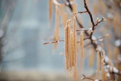 Selective focus on hazel catkins on a tree branch covered with snow and ice.  Foto stock