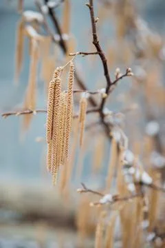 Selective focus on hazel catkins on a tree branch covered with snow and ice.  Stock Photos