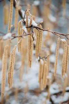 Selective focus on hazel catkins on a tree branch covered with snow and ice.  Stock-Fotos