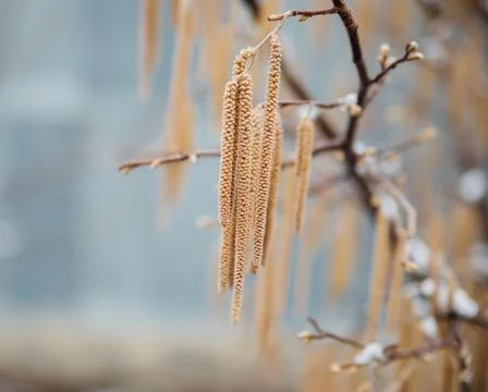Selective focus on hazel catkins on a tree branch covered with snow and ice.  Stock Photos