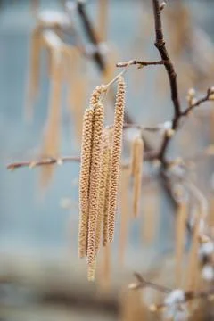 Selective focus on hazel catkins on a tree branch covered with snow and ice.  Stock Photos