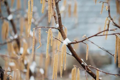 Selective focus on hazel catkins on a tree branch covered with snow and ice.  Stock Photos