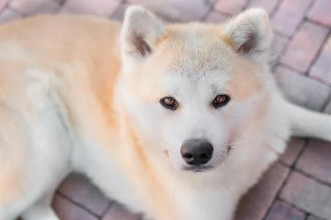 Selective focus head shot from above of lying Akita Inu dog Stock Photos