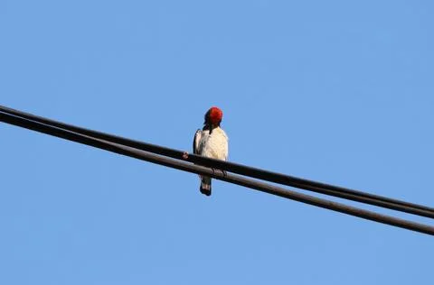 Selective focus Head of tiny bird Scarlet-backed Flowerpecker relaxing perch Stock Photos