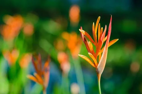 Selective focus of Heliconia flower with blurred background in the garden o.. Fotos Stock