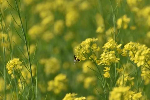 Selective focus on a honey bee from back, sitting on mustard flower Stock Photos