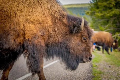 Selective focus of huge brown bison crossing the road in Yellowstone National 스톡 사진
