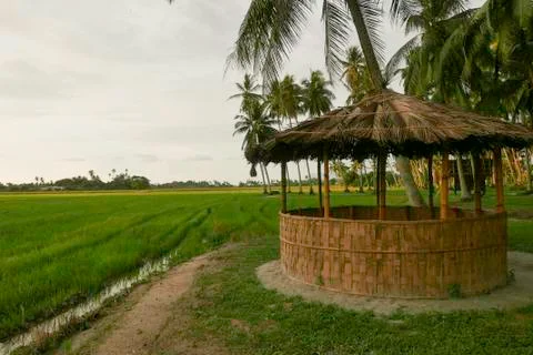 Selective focus of a hut surrounding by paddy field and coconut tree. Stock Photos